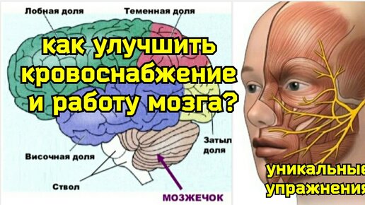 Сдавленные черепные нервы и сосуды мозга мешают думать, ослабляют память. Методы улучшения кровоснабжения мозга и шеи