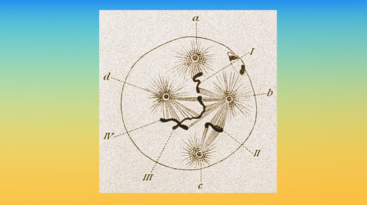     Рис. 1 Boveri, T. Zellenstudien II: Die Befruchtung und Teilung des Eies von Ascaris megalocephala. Jenaer Zeitschrift für Naturwissenschaft 22, 685–882, plates XIX–XXIII (1888)