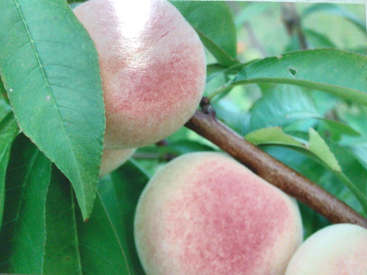 Лучшие сорта персиков в моём саду