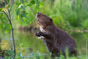   Фото: cherepah.ru Андрей Пунегов