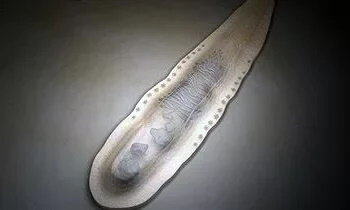 Вот он, наш красавец под микроскопом! Фото из открытых источников.