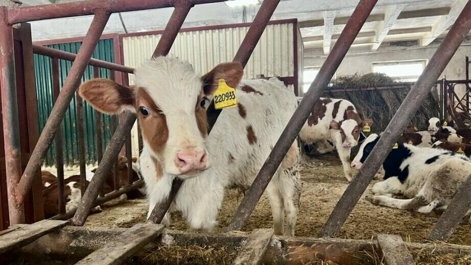     Это стало одним из важнейших итогов работы АНО «Хабаровскплемервис» в 2002 году.