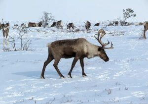    Фото: riabir.ru Анастасия Болигузова