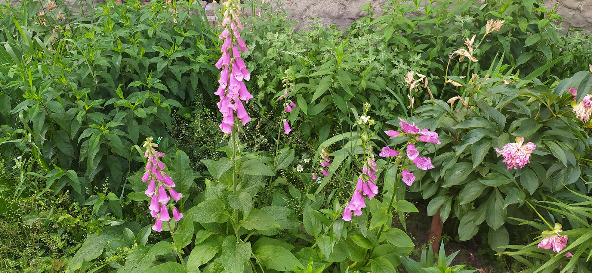 Цветок Наперстянка. Многолетник.