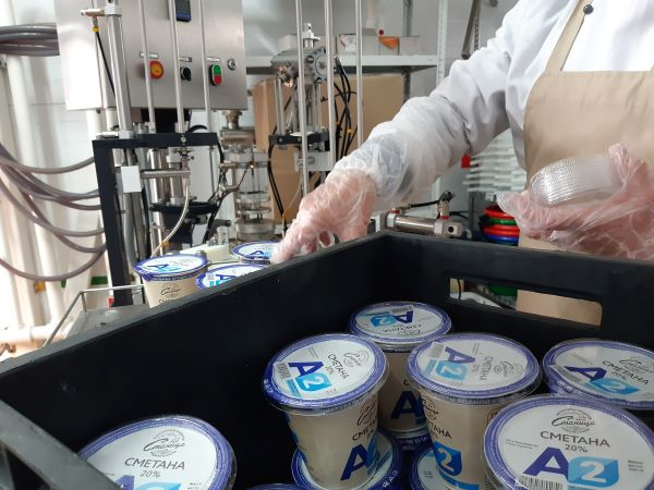 
Селекция

Milknews: Расскажите о вашей работе в рамках селекционной программы. Каких результатов удалось добиться за последнее время?
Дарья Горских: Селекционеры, имея на ферме коров высокопроизводительной голштинской породы, смогли улучшить показатели их потомства. Для этого были выбраны быки-производители, входящие в мировой топ, и закуплено их семя. Скрещивались лучшие с лучшими, с учетом множества нюансов, например, исключая близкородственные связи.

“Прогресс Агро” занимается геномной селекцией КРС с 2018 года. Плюс данной технологии в том, что мы получаем прогнозируемые характеристики животного (продуктивности, фертильности, здоровья, носительства заболеваний) в раннем возрасте по генотипу, по ДНК. Мы получаем полную картину о животном, ранжируем стадо и отбираем лучших, формируя маточное стадо. От данных животных в дальнейшем получаем эмбрионов для получения высоких производственных показателей.
