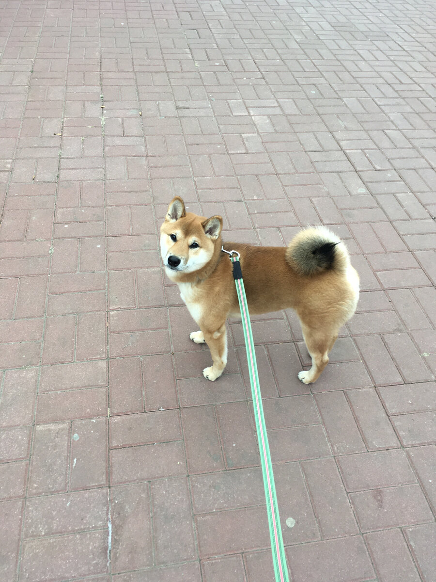 Тимо 5-6 месяцев