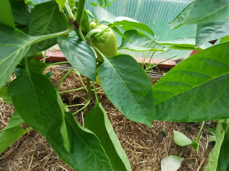 Перец. Иллюстрация для статьи используется по стандартной лицензии ©life-hacky.ru