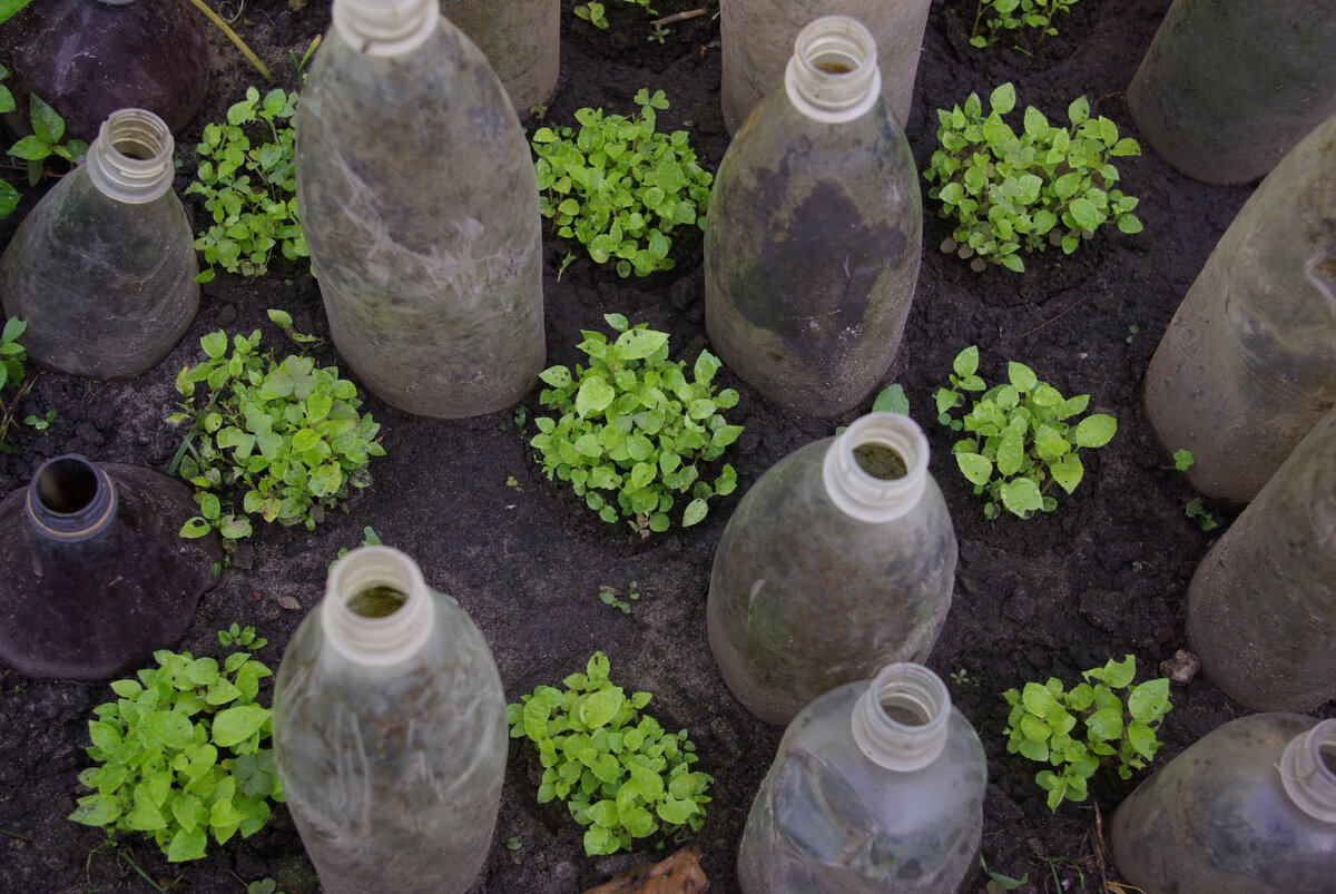 АКТИНИДИЯ ГИБРИДНАЯ КРУПНОПЛОДНАЯ Киевской селекции. Посев 2021 года.