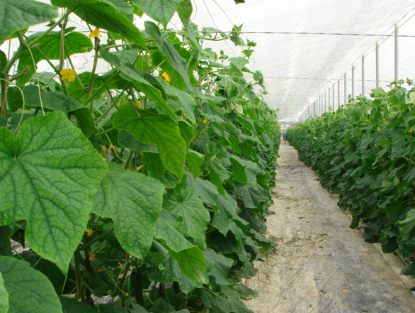 Если листья явно мешают доступу света, их следует удалить. Фото https://vasha-teplitsa.ru