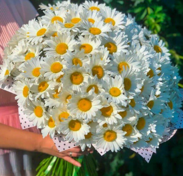 Букет из больших ромашек