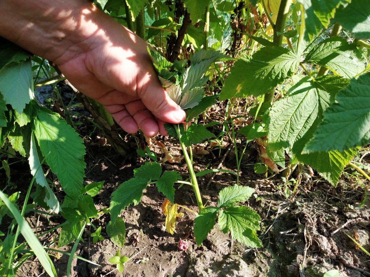 Удаляем всю мелкую поросль, которая загущает малинник.