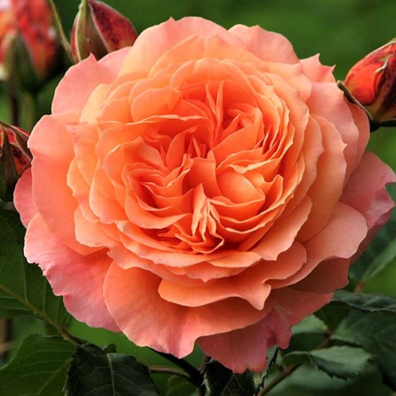  Крупноцветковый ароматный сорт Бельведер. Фото с сайта: https://clck.ru/W6kUm.