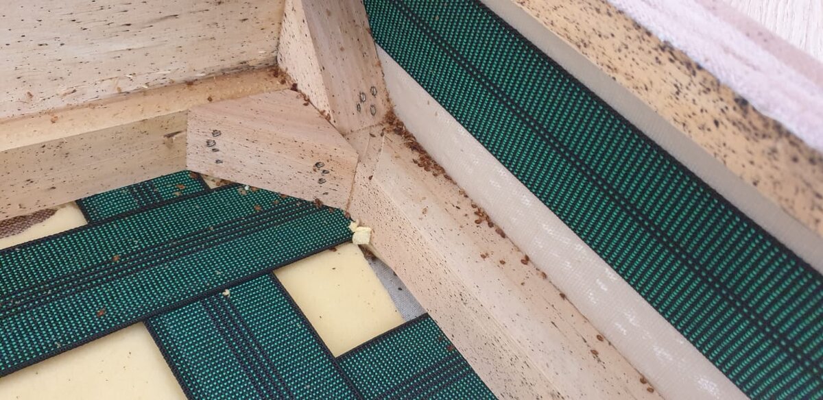 Фото клопов в диване