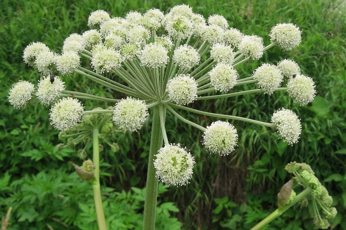 Angelica archangelica #1 Best viewed @ large size Apiaceae. Flickr