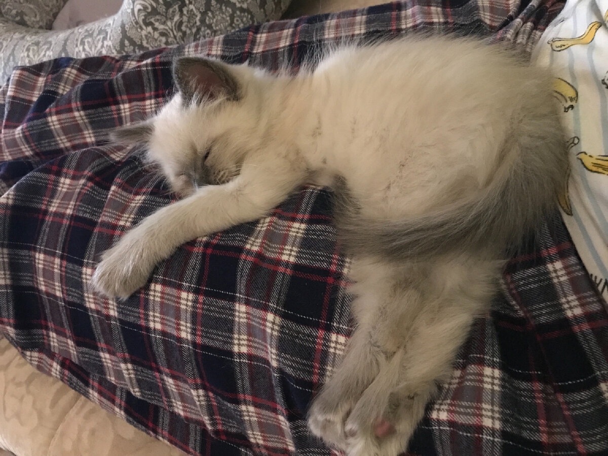 В первый же день он полюбил нас и спал только на руках 