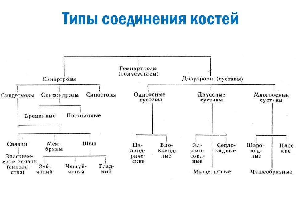 19. Классификация суставов. Виды движений в суставах