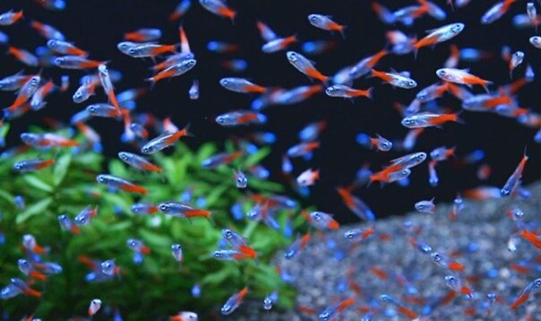 Плотная посадка рыбы. Фото из открытых источников