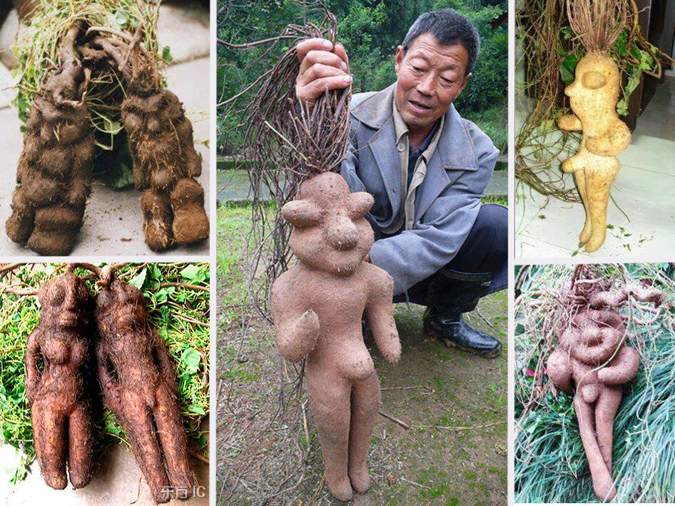 Клубни рунического китайского цветка.