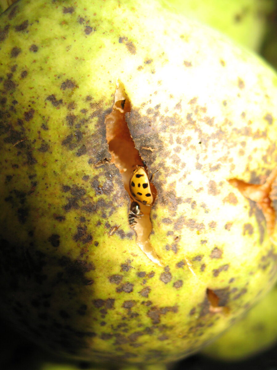 Сладкая жизнь