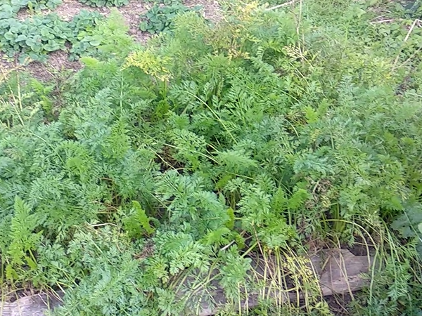 Ботва у поздней моркови начала желтеть. Фото автора