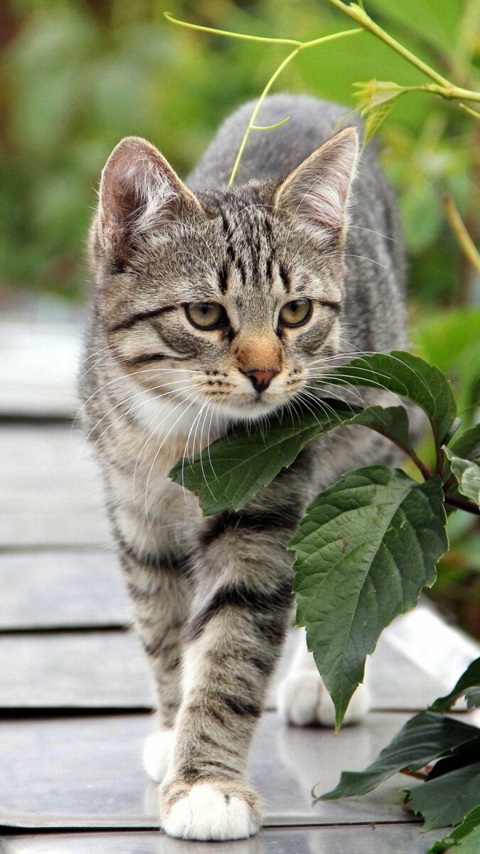 Кошка