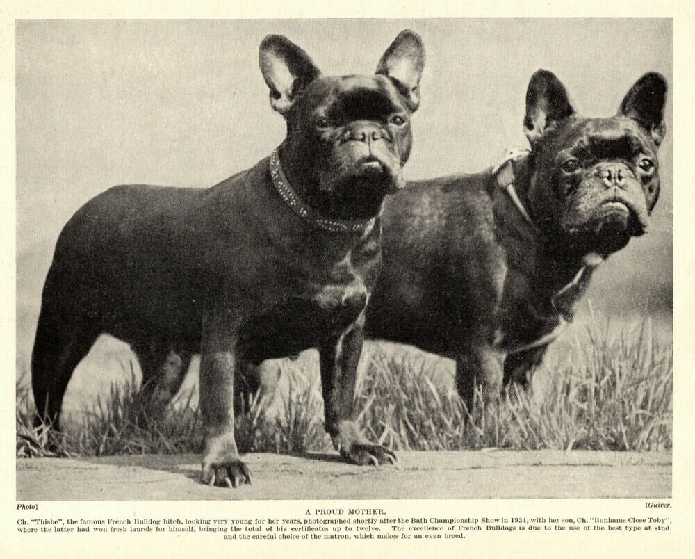 Французские бульдоги в России: история распространения и популярность породы