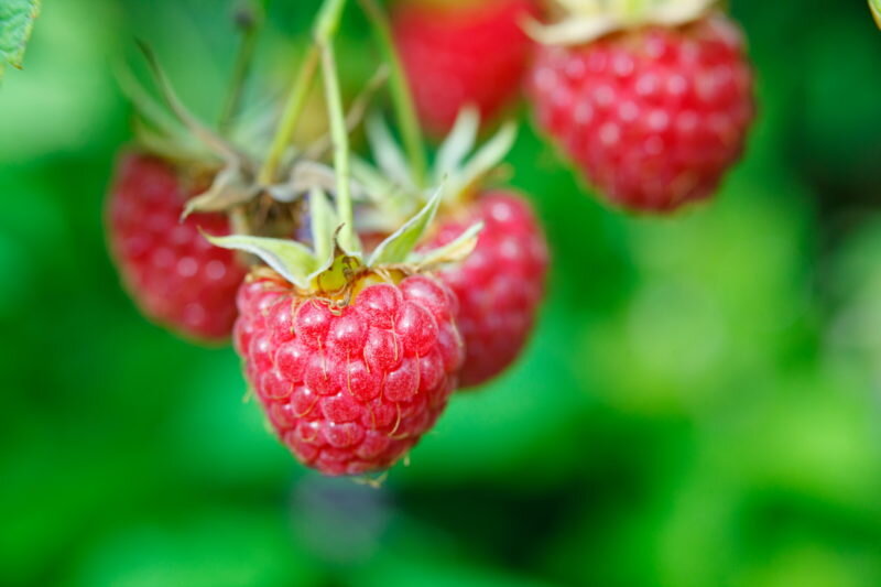 После сбора урожая и после того, как опадут листья приступаем к уходу за малиной