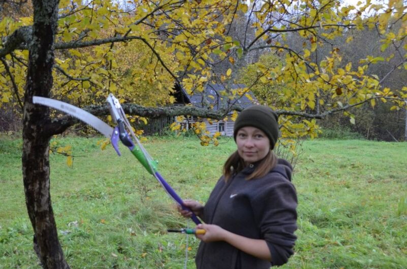 Обрезаем яблоню острыми инструментами.