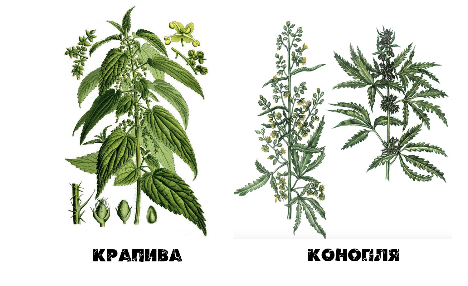 Продали мне в Калининграде за 550 руб. конопляное пиво, а оно оказалось крапивным: какая-то запутанная история4