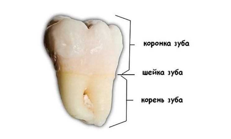 Зуб как будто. Коронка шейка и корень зуба. Строение коронки зуба анатомия. Анатомия зубов коронка шейка. Строение зуба коронка шейка корень.