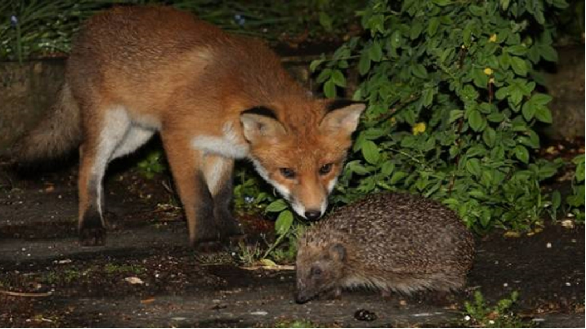 Лиса: способна ли она залезть на дерево