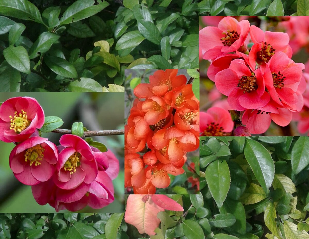 Цветёт айва почти месяц