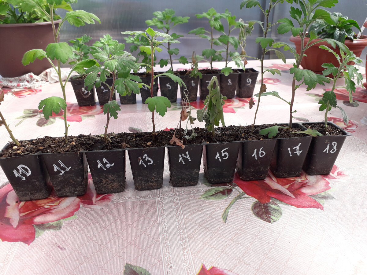 Состояние черенков на момент получения посылки весной