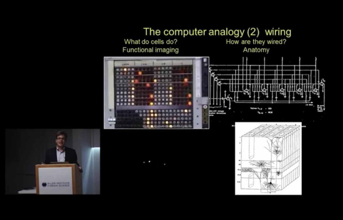 Источник:Allen Institute