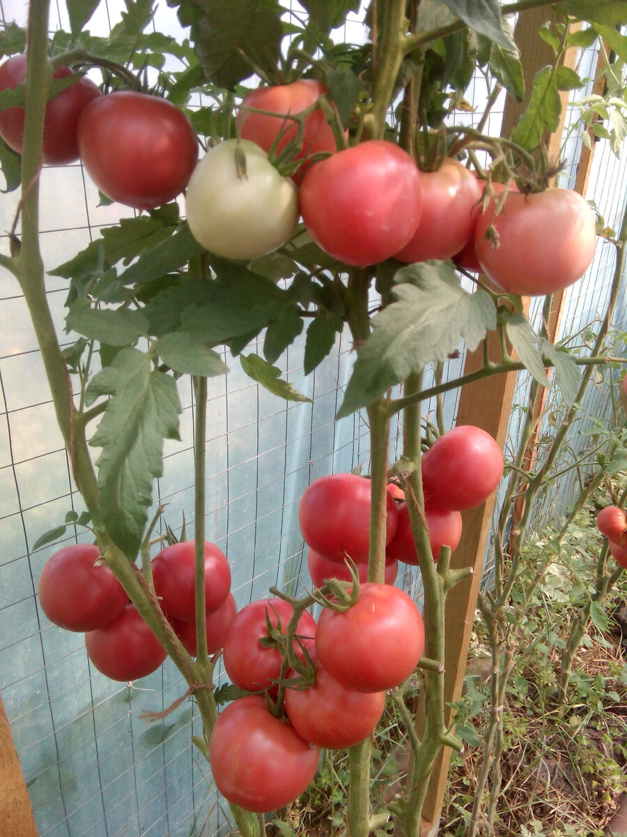 Выбираем семена томатов, устойчивых к заболеваниям. | У-Дачная жизнь! | Дзен