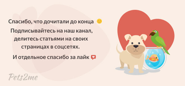 Собак были одомашнены около 14-29 тыс. лет назад и изначально помогали людям в повседневных задачах.-2