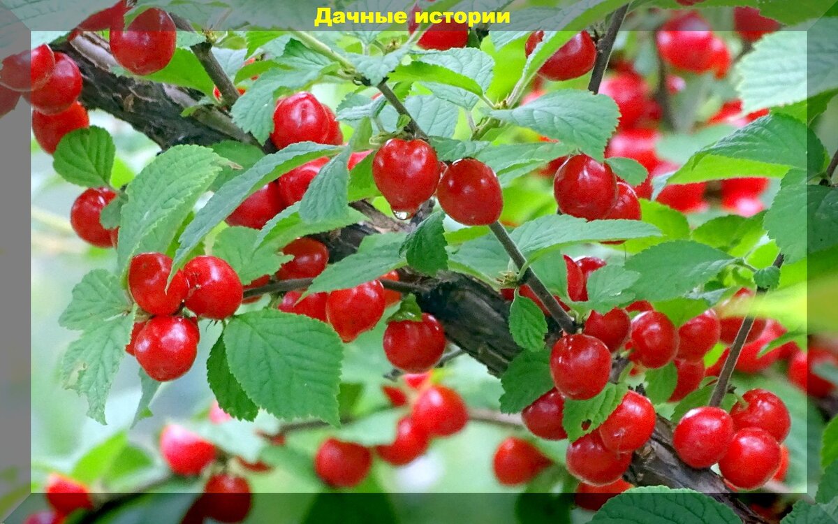https://vk.com/photo-159774511_457250546