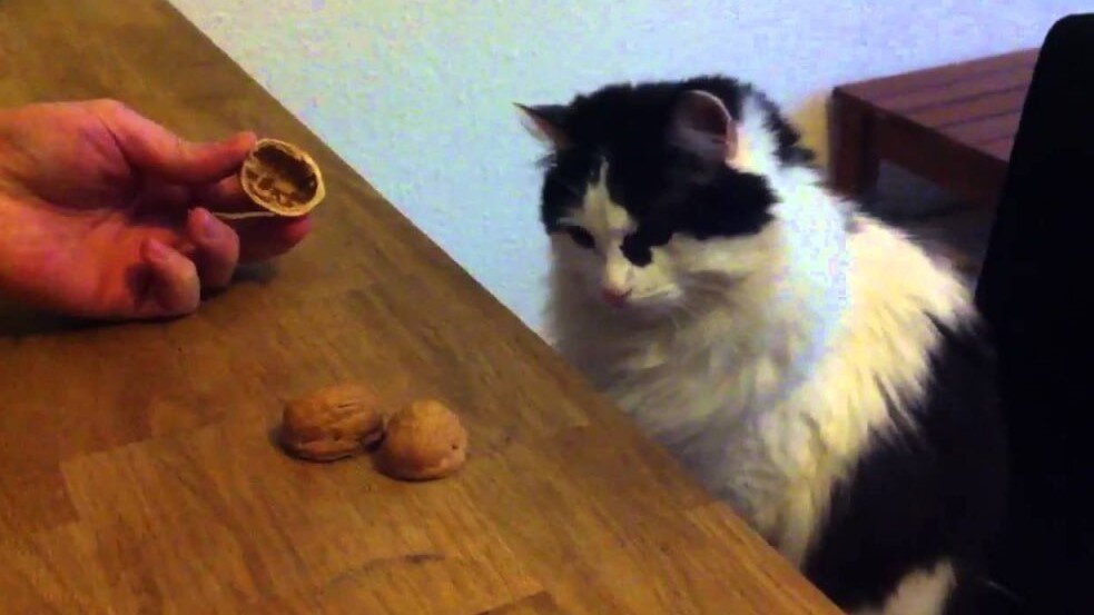 Фото из Интернета.