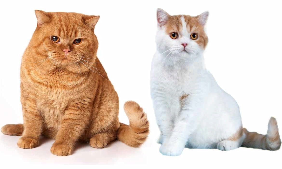 😺Британская и шотландская кошки: сходства и отличия | Нос, хвост, лапы |  Дзен