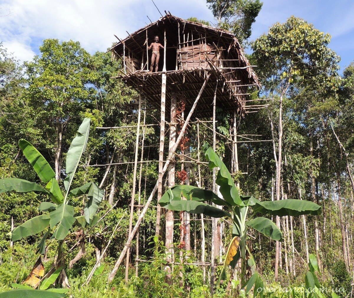Люди живущие на деревьях. Племя КОРОВАИ Папуа новая Гвинея жилища на деревьях. Новая Гвинея. Племя КОРОВАИ. Племя КОРОВАИ Папуа новая Гвинея.