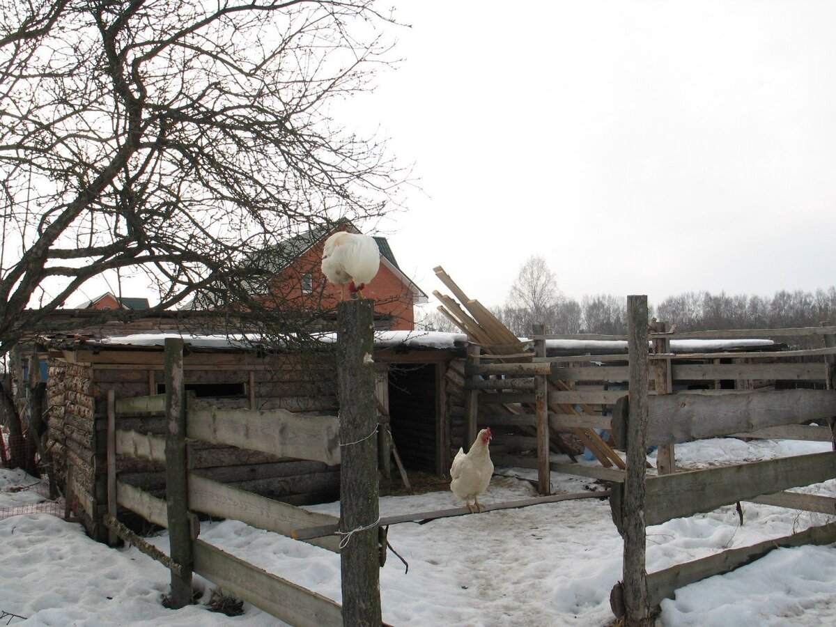 то что было на месте будущей конюшни