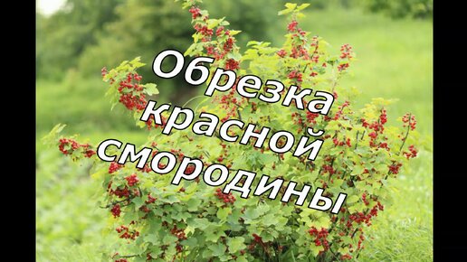 Обрезка красной смородины