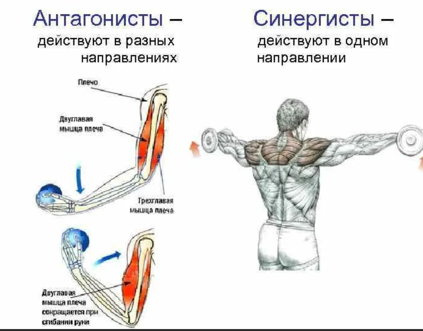 Антагонист трицепса. Мышцы агонисты антагонисты синергисты таблица. Группы мышц антагонистов верхней конечности. Синергист грудных мышц. Агонист и антагонист мышцы.