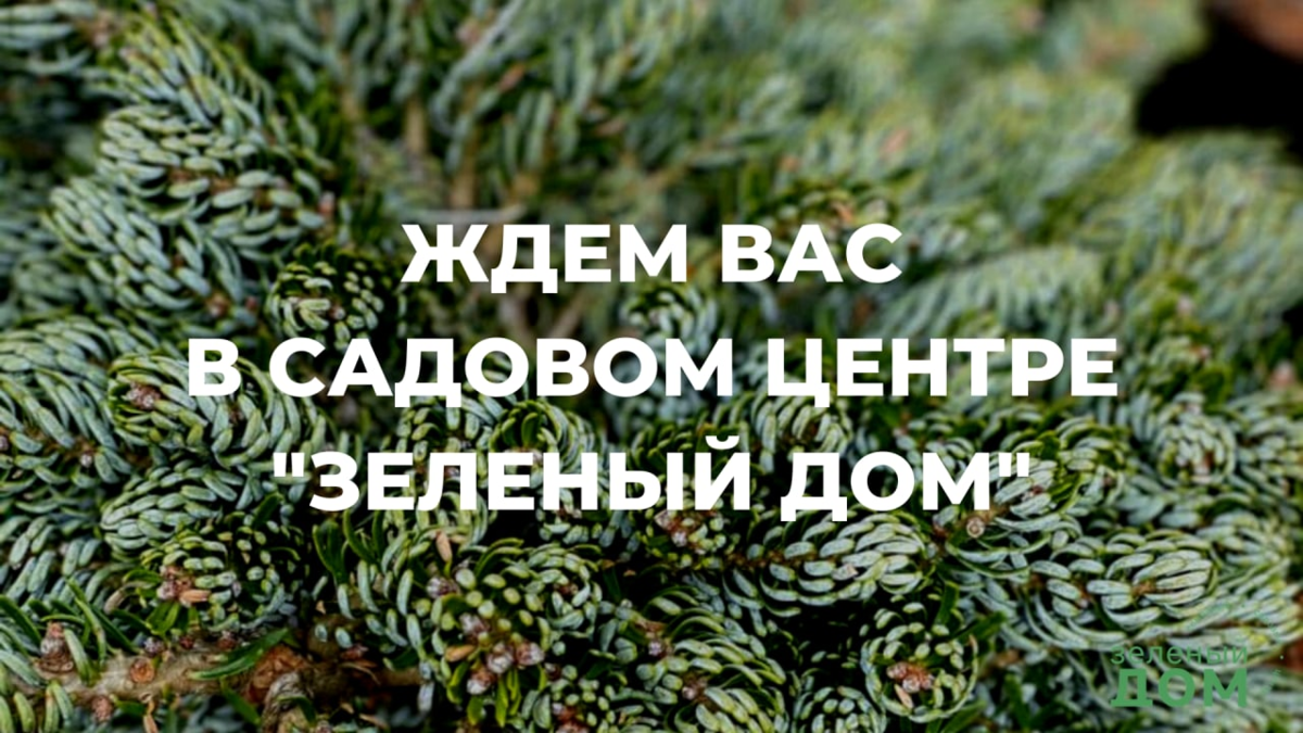 Профилактические обработки против вредителей и заболеваний растений