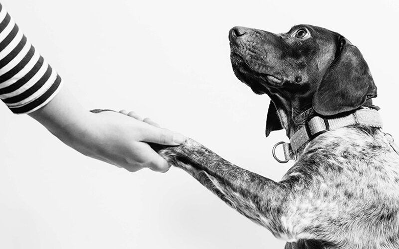 Как гладить собаку: правила и места, которые лучше избегать