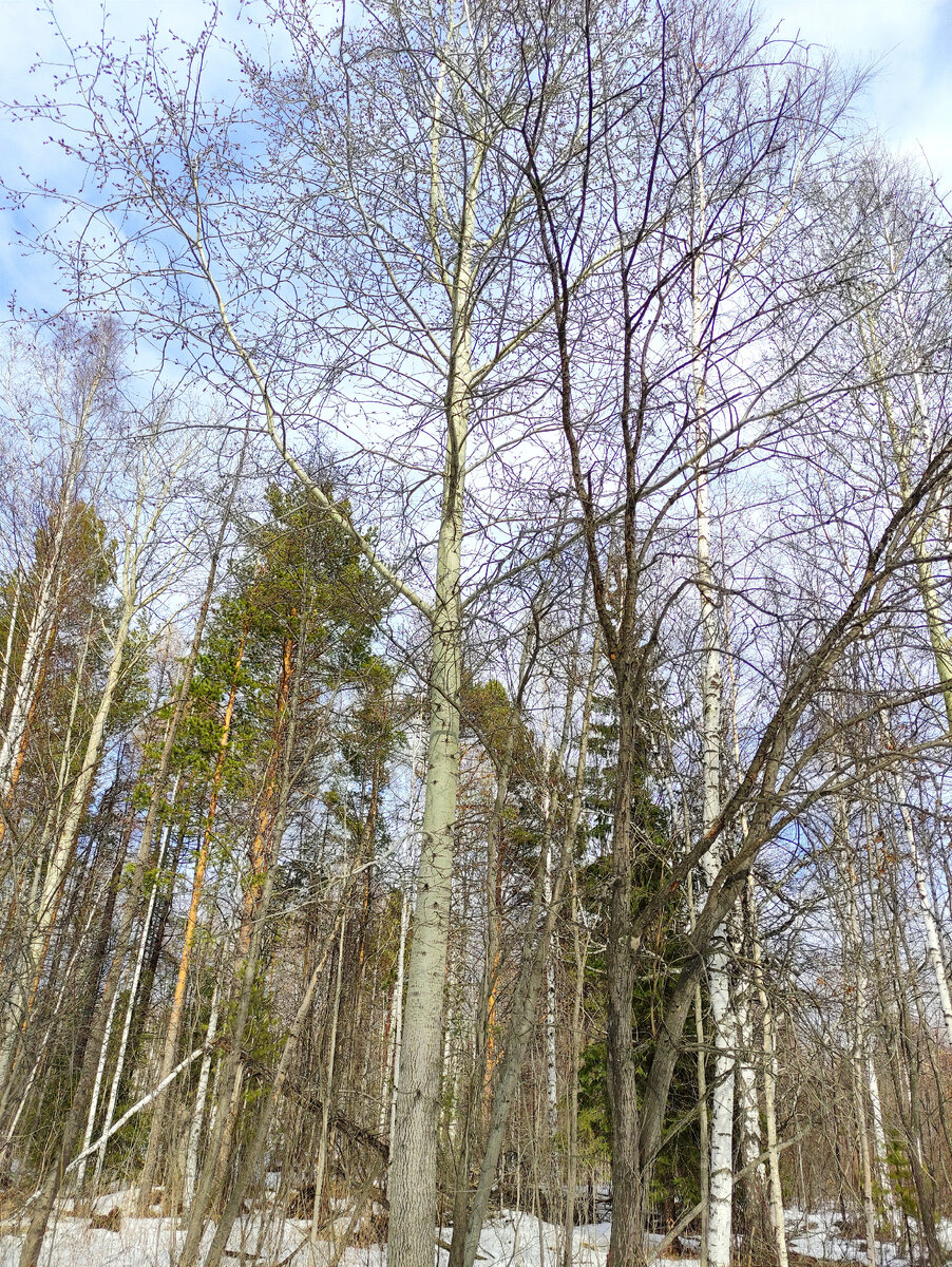 Осина в смешанном лесу