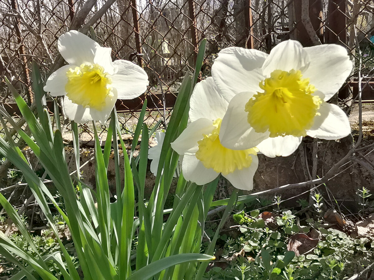 Нарциссы радуют.