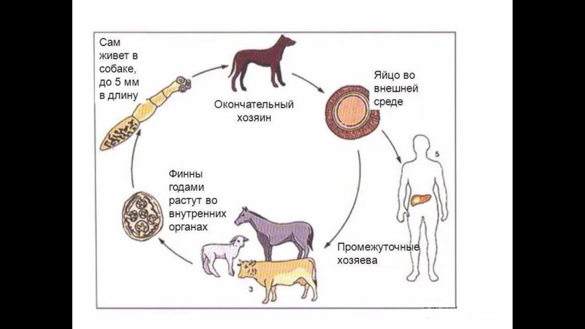 Почему если гладить зараженную эхинококком собаку. Паразит эхинококк жизненный цикл. Echinococcus granulosus промежуточный хозяин. Инвазия печени, вызванная Echinococcus granulosus. Профилактика эхинококкоза.