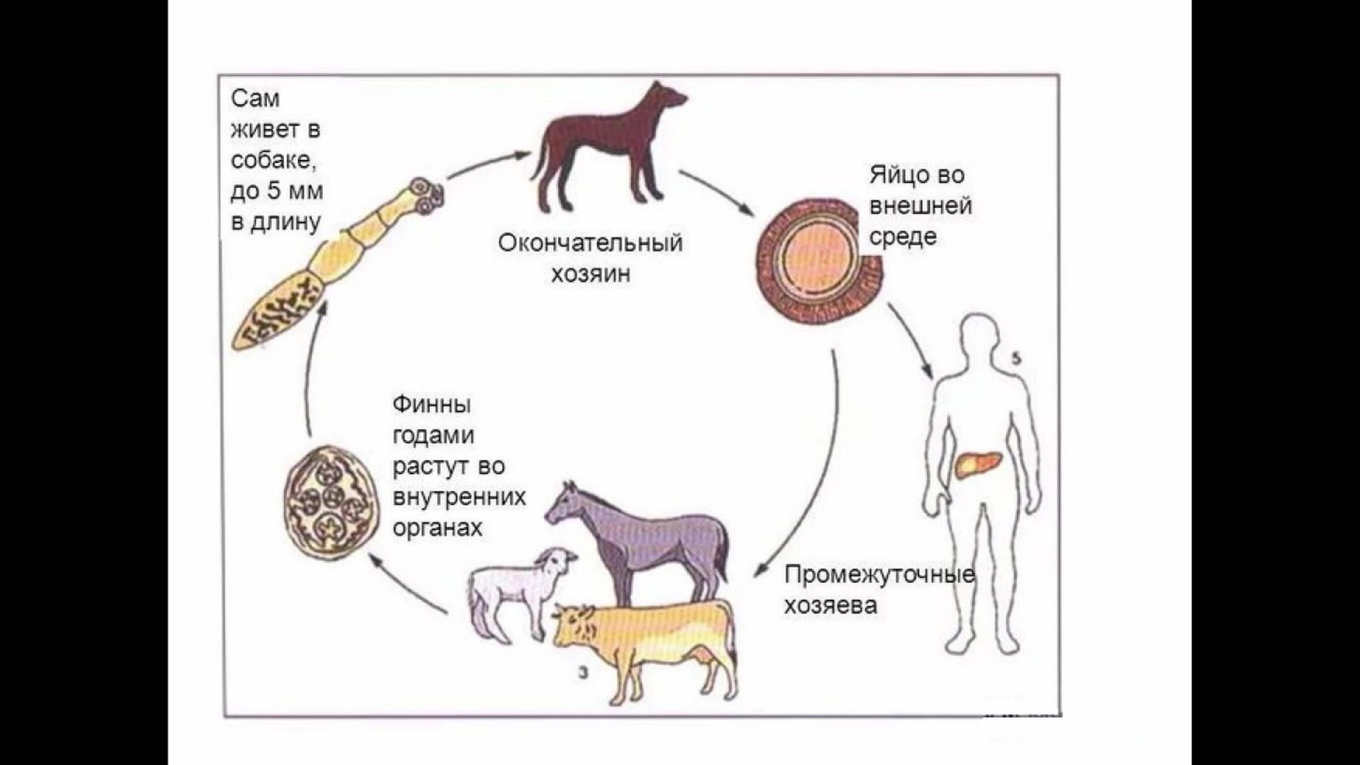 Можно ли считать человека промежуточным хозяином эхинококка