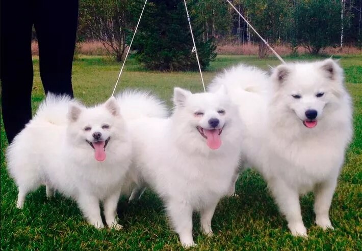 Американские эскимосские собаки (слева направо): той, мини, стандарт (Фото: https://poradum.com.ua/the-hands/doglyad-za-tvarinami/63269-amerikanskij-shpic-amerikanska-eskimoskoi-sobaka-opisaniie-porodi.html